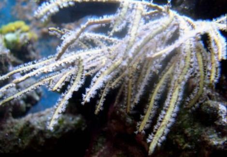 Pterogorgia Spp. Ml