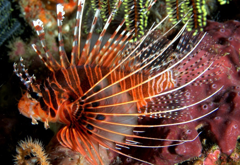Pterois Antennata Ml