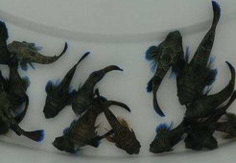 Pterosynchiropus Splendidus - Djm Allevato Europa M