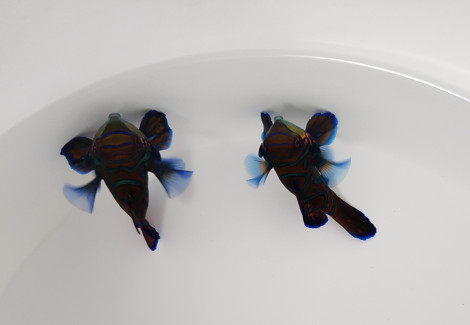 Pterosynchiropus Splendidus (Blue) M