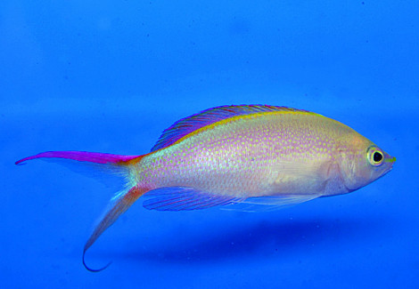 Pyronotanthias Smithvanizi M