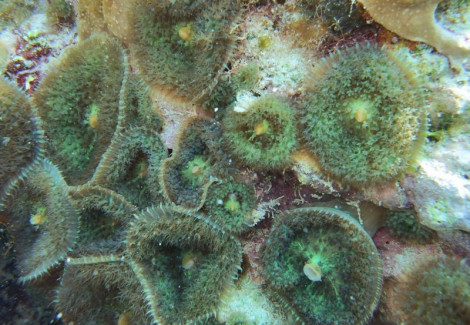 Rhodactis Osculifera (Common) Ml