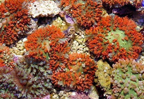 Rhodactis Osculifera (Red) Ml