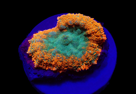 Rhodactis Spp. (Orange) (Premium) (1 Ear) M