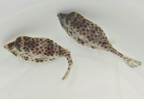Rhynchostracion Nasus S