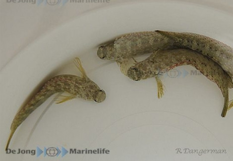 Salarias Fasciatus Ml