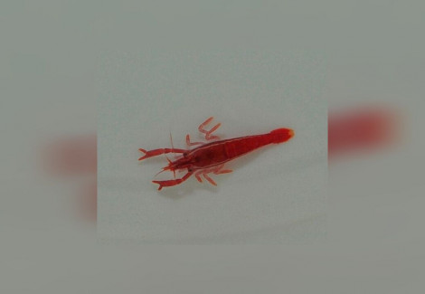 Sandimenes Hirsutus M