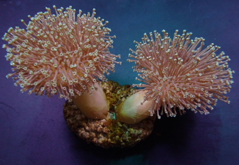 Sarcophyton Ehrenbergi Ml