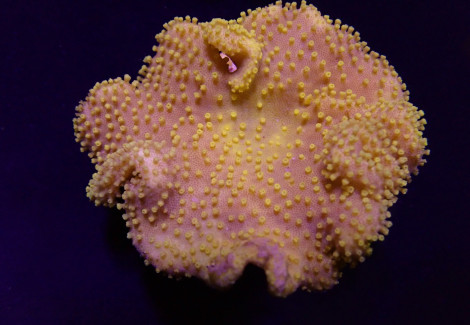 Sarcophyton Spp. (Yellow) (Fiji-Tonga) Ml