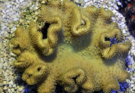 Sarcophyton Spp. Yellow (Tonga/Fiji) Ml
