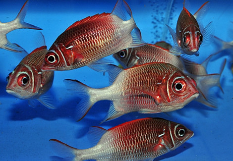 Sargocentron Caudimaculatum M