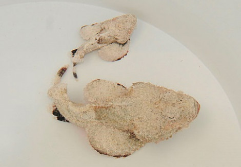 Scorpaenopsis Diabolus M