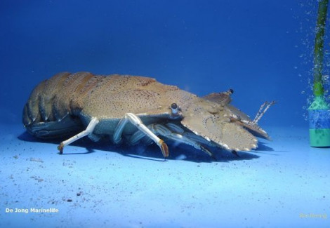 Scyllarides Spp. L