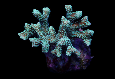 Seriatopora Guttatus (Green) S