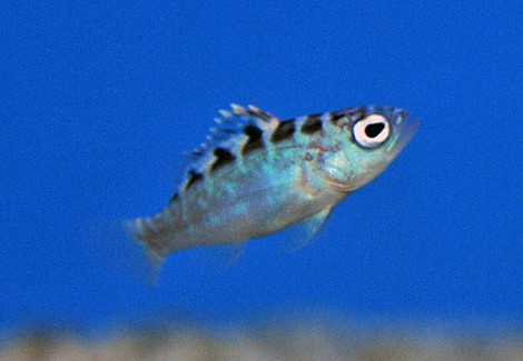 Serranus Tortugarum - Allevato Europa S