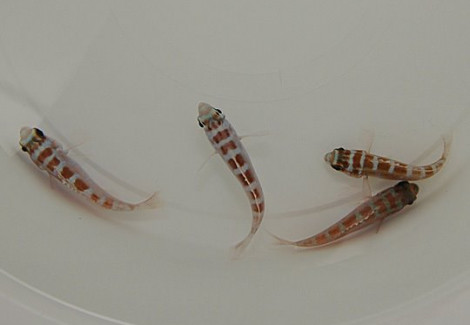 Serranus Tortugarum M