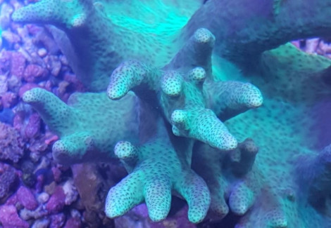 Sinularia Spp. (Yellow-Green) S