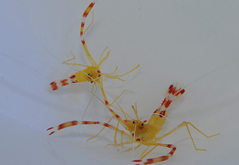 Stenopus Scutellatus (Pair) Ml