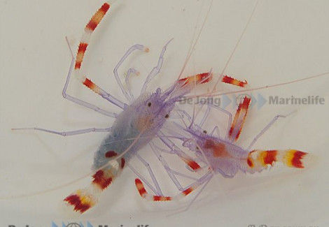 Stenopus Tenuirostris M