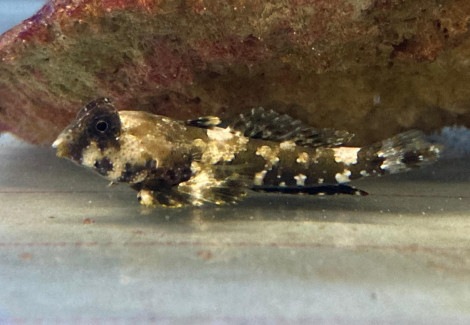 Synchiropus Ocellatus - Allevato Europa M
