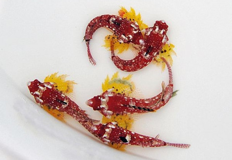 Synchiropus Sycorax (Maschio) Ml