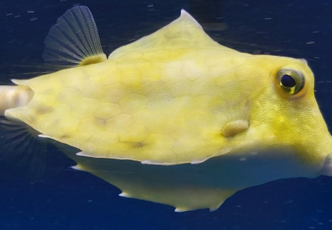 Tetrosomus Gibbosus S