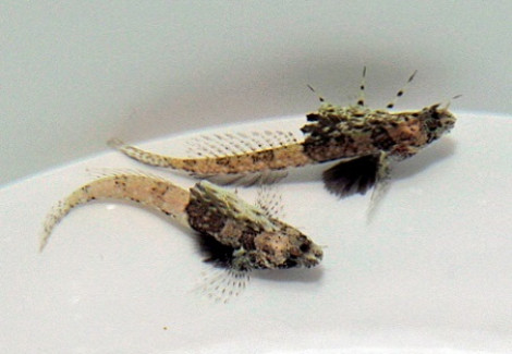 Tomiyamichthys Nudus M