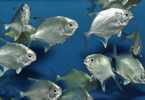 Trachinotus Blochii M