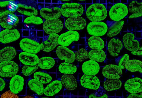 Trachyphyllia Spp. (Green) (Premium) S
