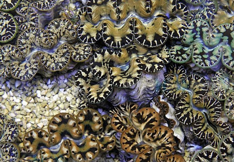 Tridacna Maxima (Yellow/Gold) 9Cm
