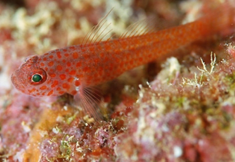 Trimma Macrophthalma S