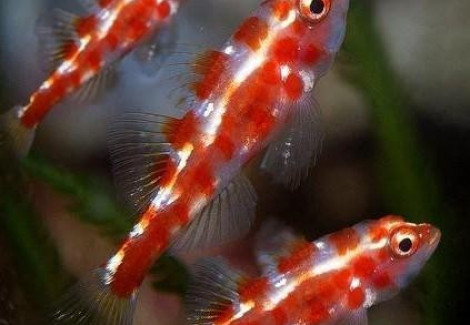 Trimma Rubromaculatus S