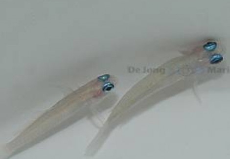 Tryssogobius Colini S