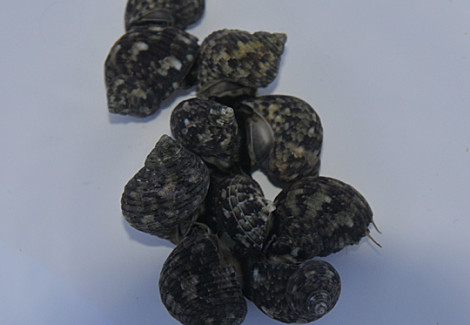 Turbo Brunneus Ml