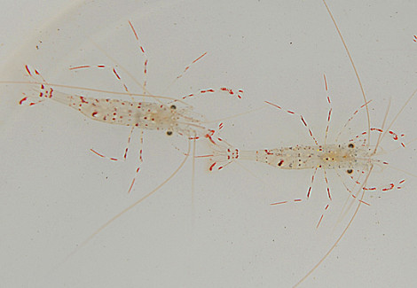 Urocaridella Antonbruunii (Coppia) Ml
