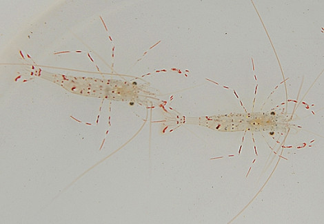 Urocaridella Antonbruunii (Maschio) M