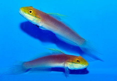 Valenciennea Bella (Coppia) Ml