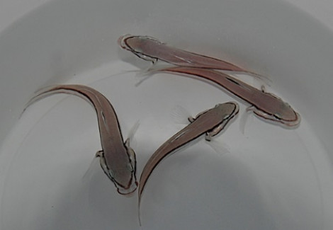 Valenciennea Helsdingenii Ml