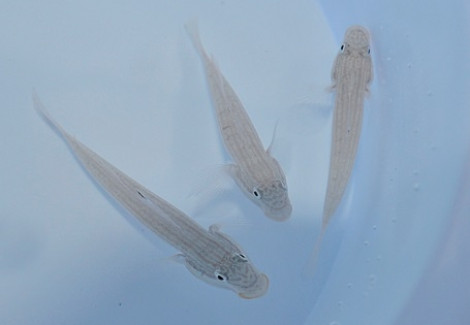 Valenciennea Muralis (Coppia)