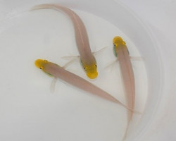 Valenciennea Strigata Ml