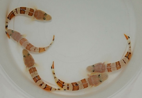 Valenciennea Wardii (Coppia)