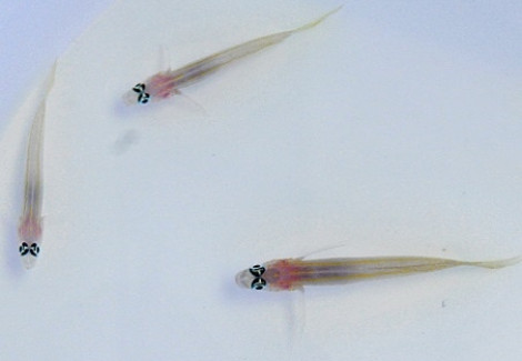 Vanderhorstia Flavilineata M