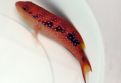 Variola Louti Ml