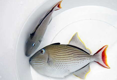 Xanthichthys Lineopunctatus M