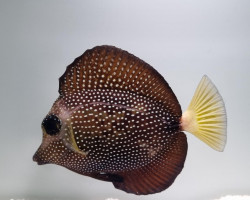 Zebrasoma Gemmatum - Allevato Europa M