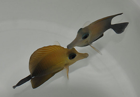 Zebrasoma Scopas M
