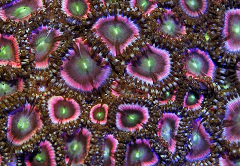 Zoanthus Spp. (Pink Grade A) S