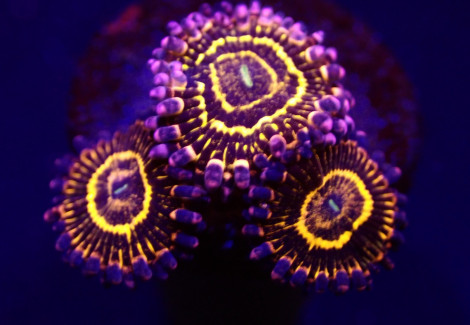 Zoanthus Spp. (Stratosphere) (4 Polyps) Ml