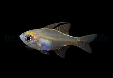 Zoramia Leptacanthus M