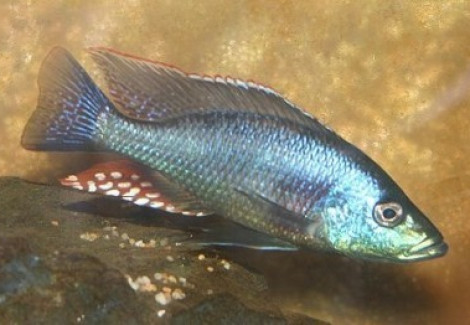 Dimidiochromis Strigatus 8-12
